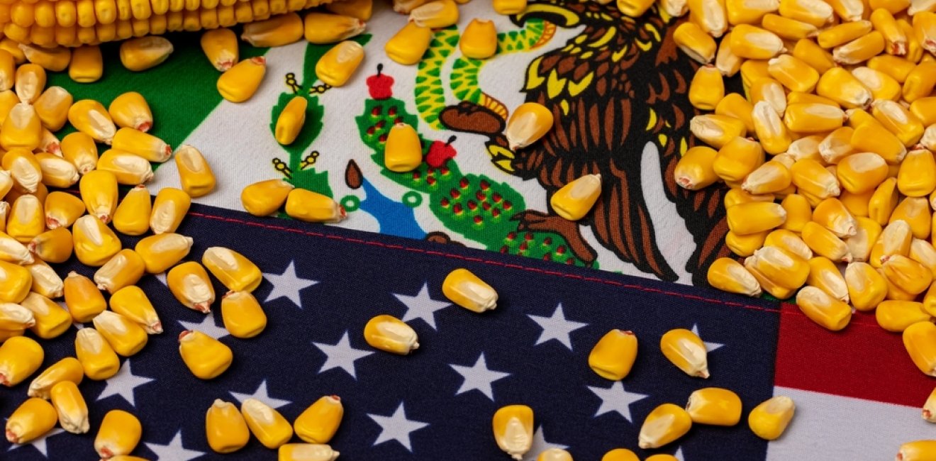 United States of America, Mexico flags and corn kernels. Agriculture trade, GMO ban, imports and exports concept.