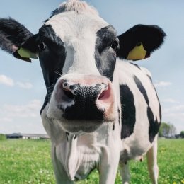 Closeup of a cow