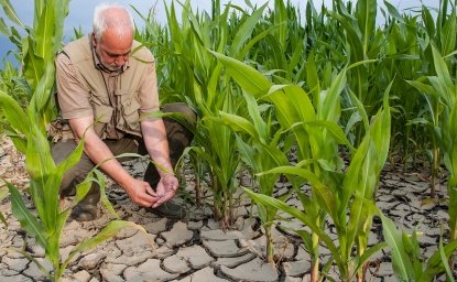 Man tends to crops struggling to grow in parched ground.