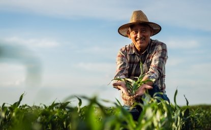 Portrait of senior farmer in corn field looking at camera holding crop in hands at sunset.