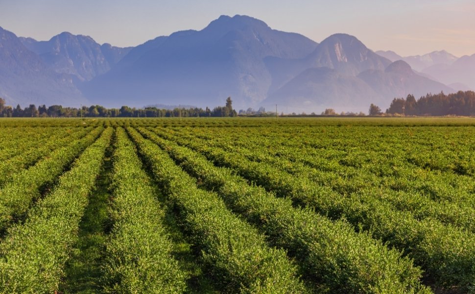 Canadian Blueberry Farm