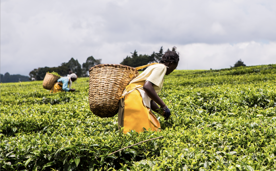 African women harvest tea leaves near Nandi Hills, Kenya.