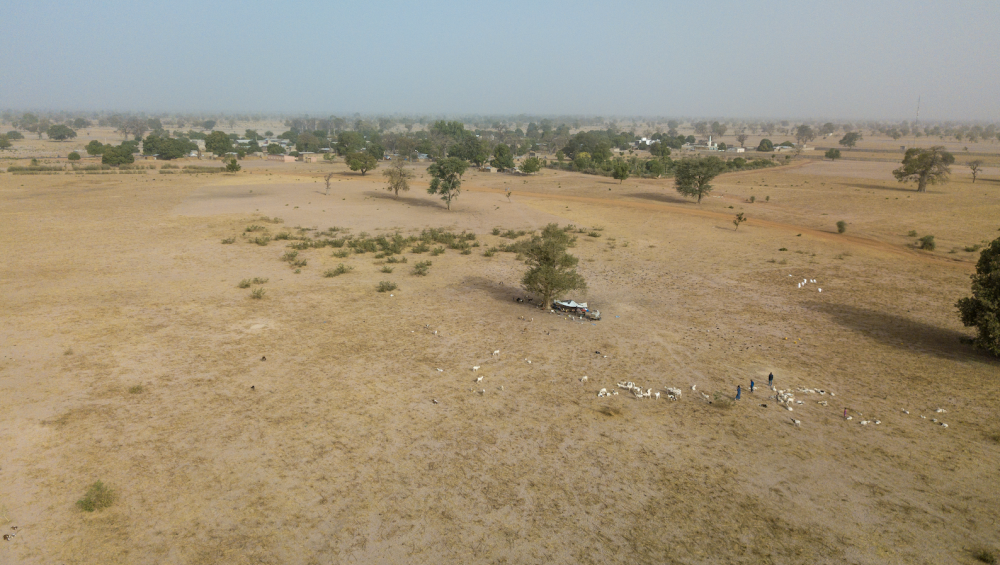Image - Cattle and people walking on land in Senegal