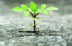 Building Resilient Communities in Mexico: Civic Responses to Crime and Violence