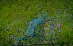 Pathway made by Elephants when they walk in the peat area.