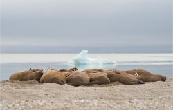  Still life with walruses and iceberg