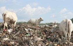 Cows on the landfill