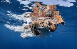 sea turtle with plastic garbage on its body