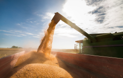 Corn grain poured into tractor trailer