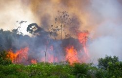 Forest Fire in the Amazon
