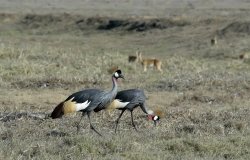 Southern Crowned Crane in Gorongosa National Park