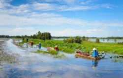 Farmers rowing on a flooded lotus field in the Mekong Delta, Vietnam