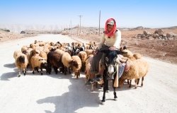 A shepherd on a donkey leads his sheep down a road to pasture, September 23, 2010 in Karak, Jordan